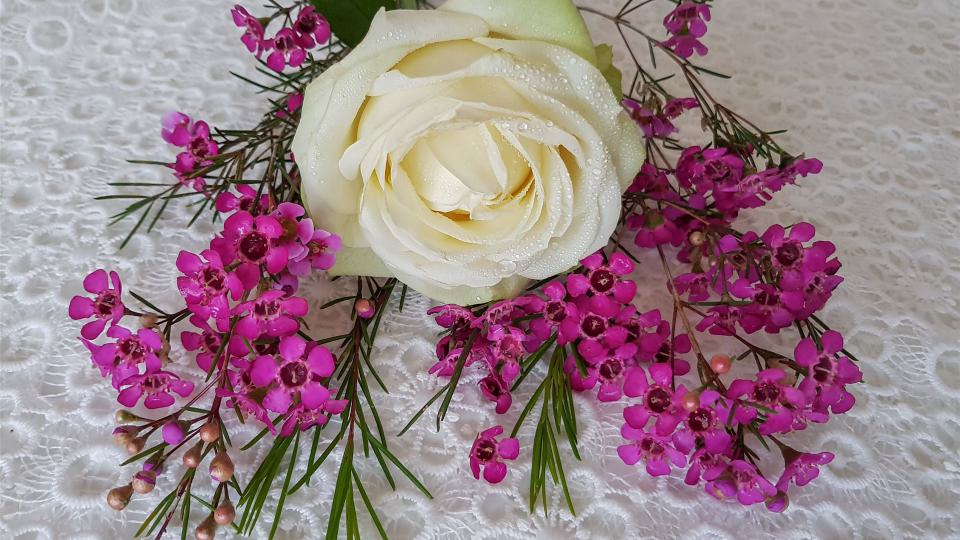 rose weiß, waxflower pink, edel, zart, blümchen, blumenarrangement, stillleben, stilleben, valentin, geburtstag, hochzeit, kommunion, konfirmation, blume, floral, schönen muttertag, pflanze, blumenstrauß, hintergrund weiß, spitzendecke, deko, geschen